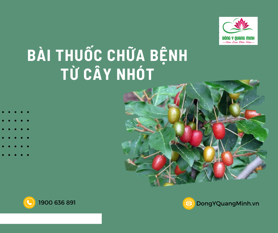 Bài Thuốc Chữa Bệnh Từ Cây Nhót
