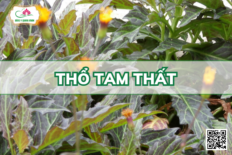 Cây thổ tam thất