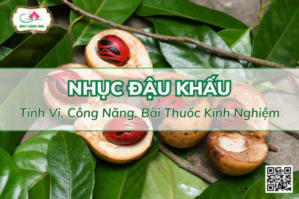Nhục Đậu Khấu - Tính Vị, Công Năng, Bài Thuốc Kinh Nghiệm