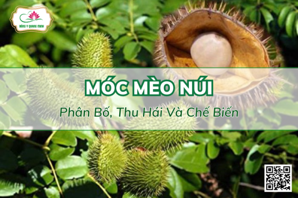 Vị Thuốc Móc Mèo Núi - Phân Bố, Thu Hái Và Chế Biến