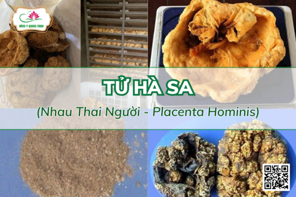 Tử Hà Sa (Nhau Thai Người - Placenta Hominis)
